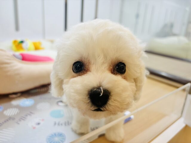 ビションプー