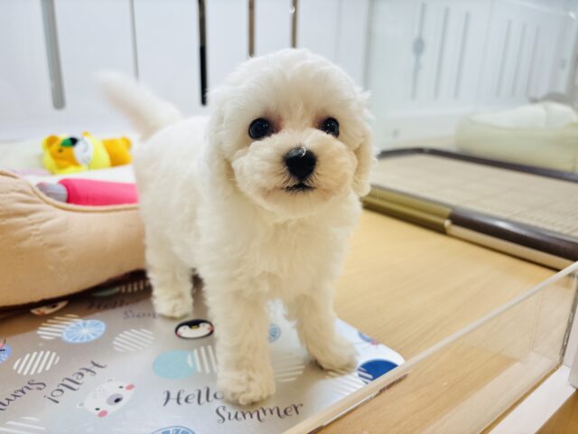 ビションプー