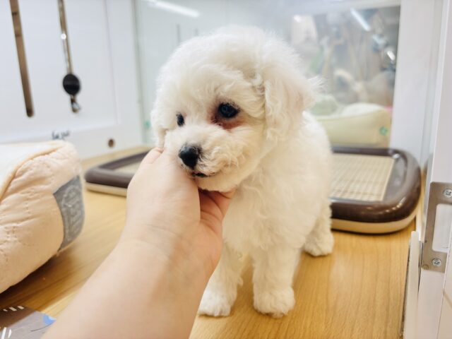 ビションプー