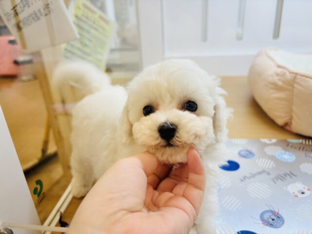 ビションプー
