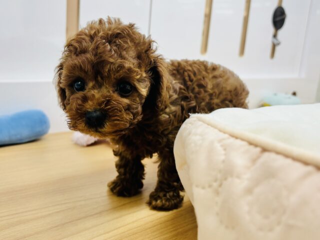 トイプードル