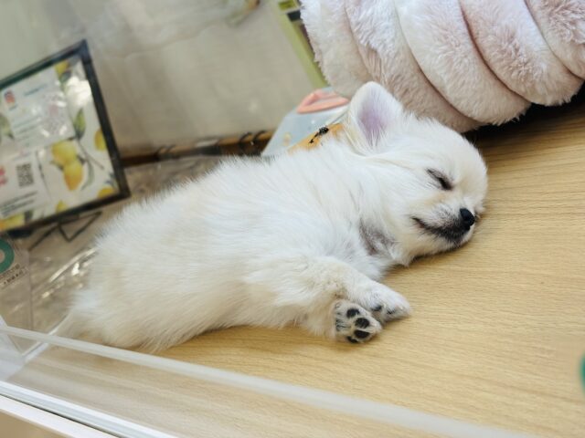 チワワ
