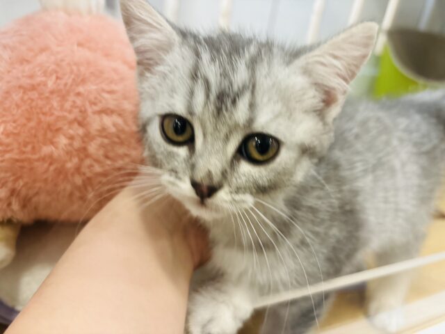 スコティッシュフォールド