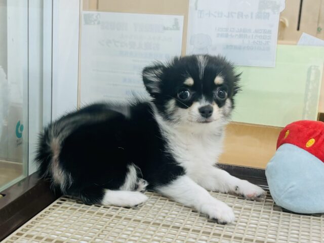 チワワ