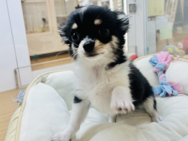 チワワ