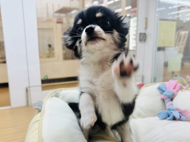 チワワ