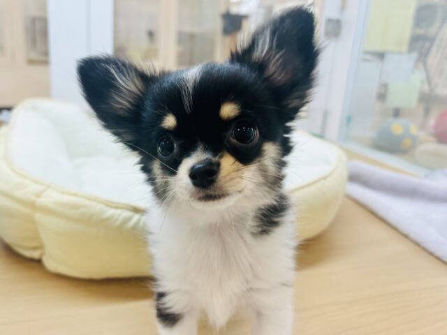 チワワ