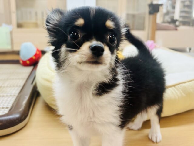 チワワ