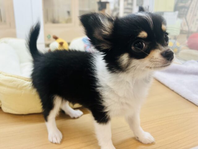 チワワ