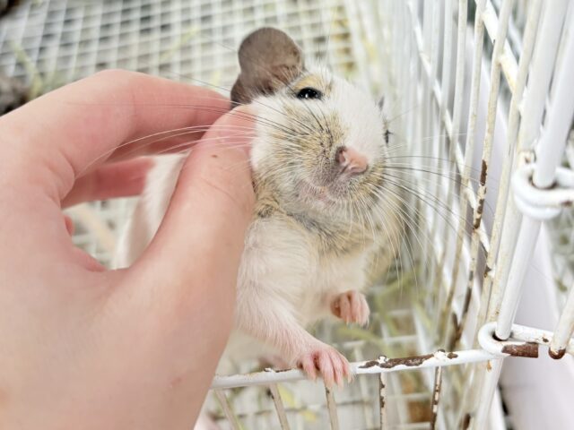 デグー