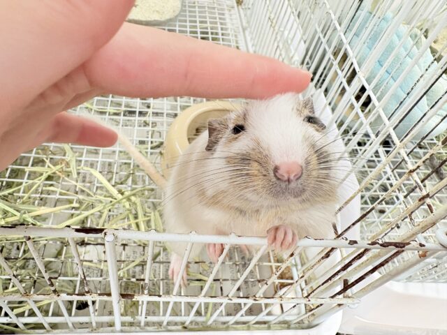デグー