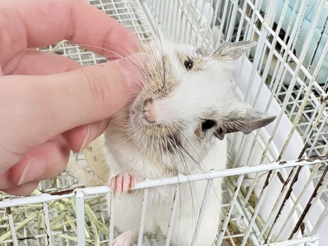 デグー