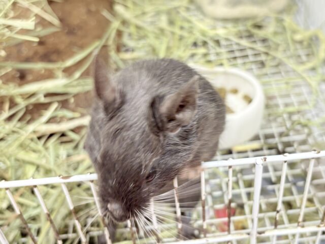 【最新画像更新🪄︎︎✨】レアカラー⭐️✨💫🌟デグー(バイオレット)女の子 デグー