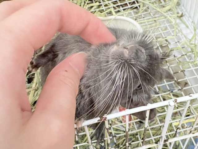 【最新画像更新🪄︎︎✨】レアカラー⭐️✨💫🌟デグー(バイオレット)女の子 デグー