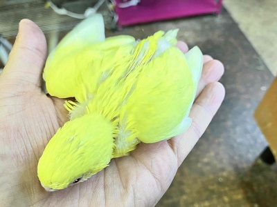 セキセイインコ