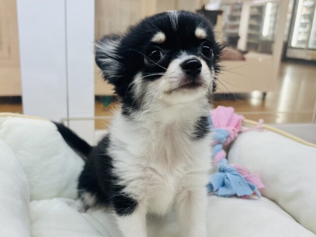 チワワ