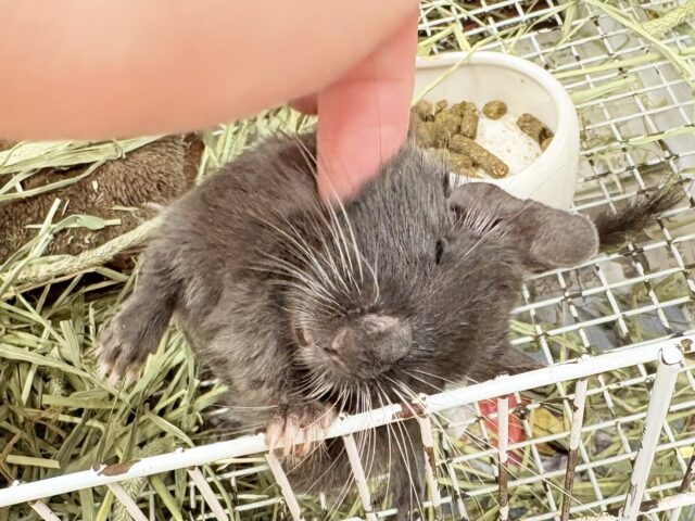 【最新画像更新🪄︎︎✨】レアカラー⭐️✨💫🌟デグー(バイオレット)女の子 デグー