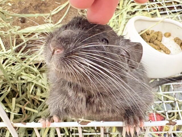 【最新画像更新🪄︎︎✨】レアカラー⭐️✨💫🌟デグー(バイオレット)女の子 デグー