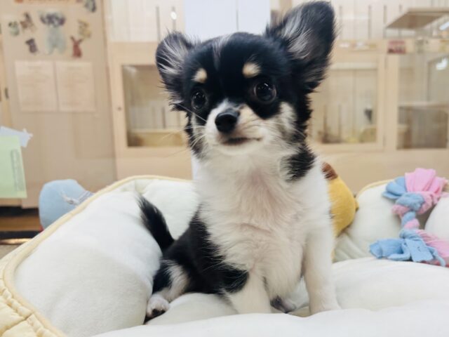 チワワ