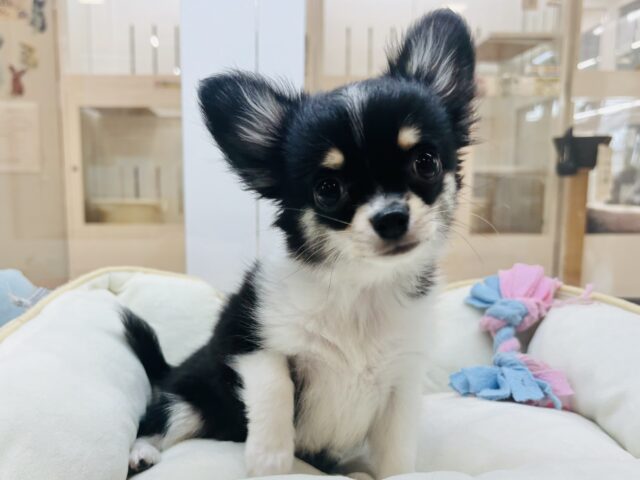 チワワ