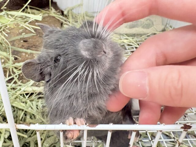 【最新画像更新🪄︎︎✨】レアカラー⭐️✨💫🌟デグー(バイオレット)女の子 デグー