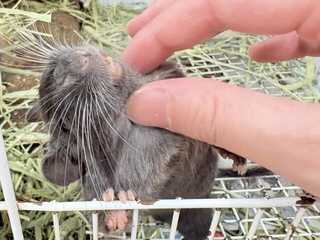 【最新画像更新🪄︎︎✨】レアカラー⭐️✨💫🌟デグー(バイオレット)女の子 デグー