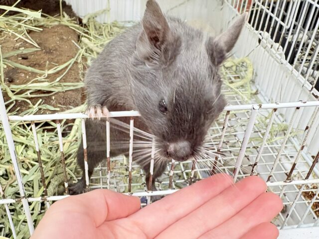 【最新画像更新🪄︎︎✨】レアカラー⭐️✨💫🌟デグー(バイオレット)女の子 デグー