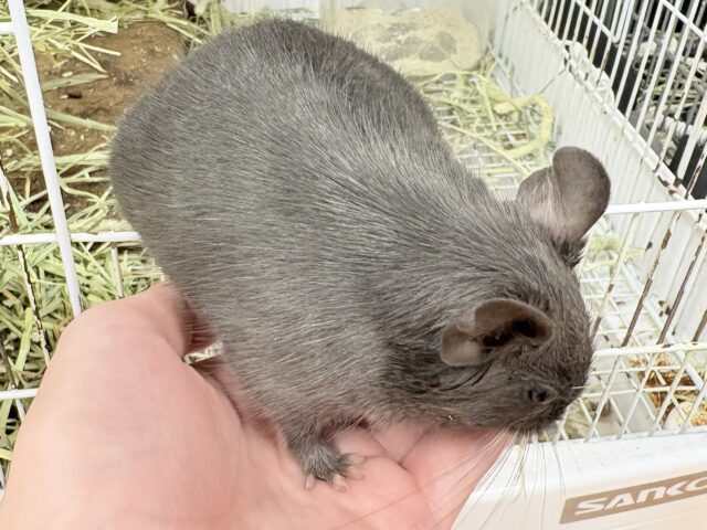 【最新画像更新🪄︎︎✨】レアカラー⭐️✨💫🌟デグー(バイオレット)女の子 デグー