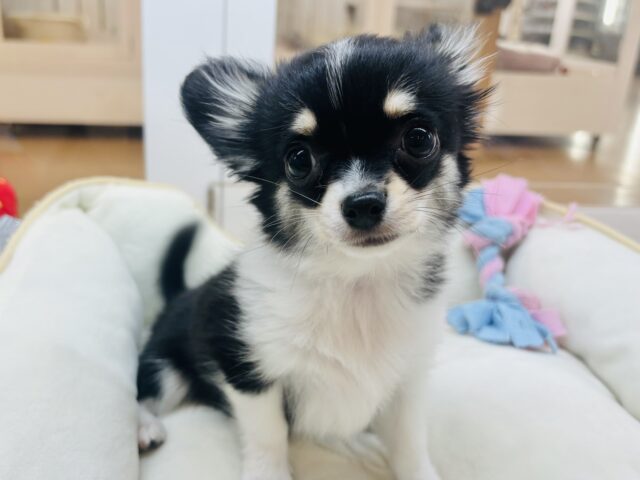 チワワ