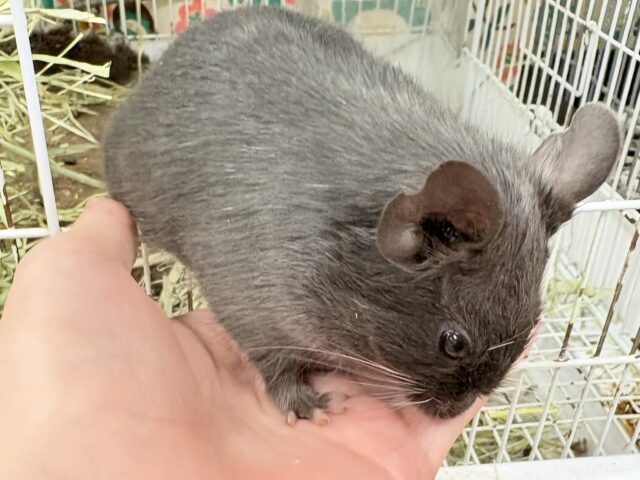 【最新画像更新🪄︎︎✨】レアカラー⭐️✨💫🌟デグー(バイオレット)女の子 デグー