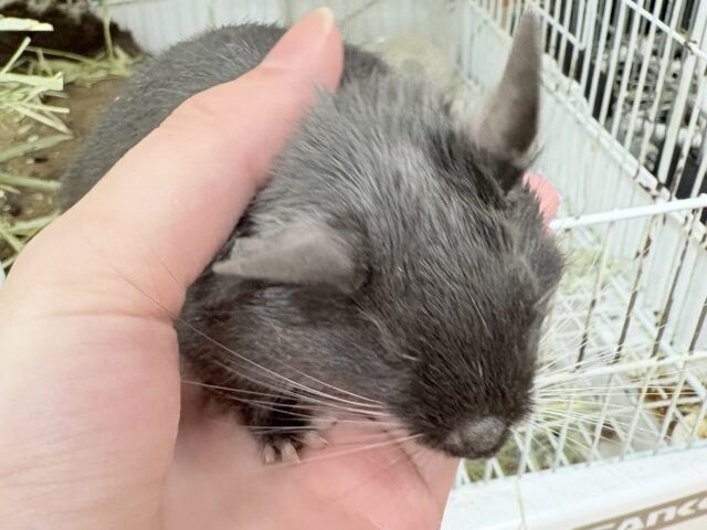 【最新画像更新🪄︎︎✨】レアカラー⭐️✨💫🌟デグー(バイオレット)女の子 デグー