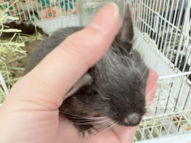 【最新画像更新🪄︎︎✨】レアカラー⭐️✨💫🌟デグー(バイオレット)女の子 デグー