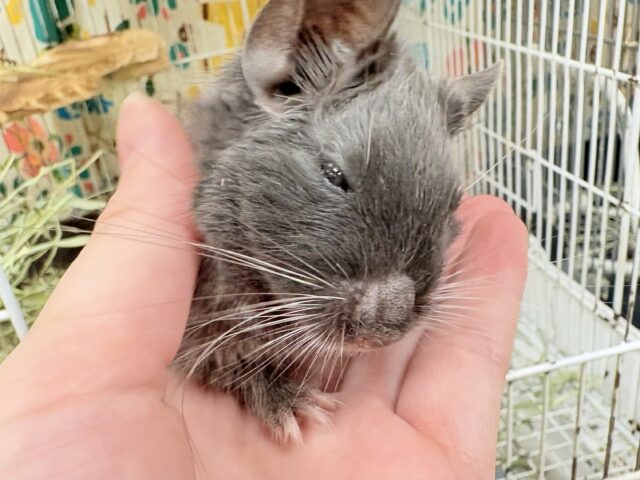 【最新画像更新🪄︎︎✨】レアカラー⭐️✨💫🌟デグー(バイオレット)女の子 デグー