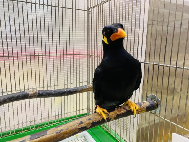 九官鳥（キュウカンチョウ）