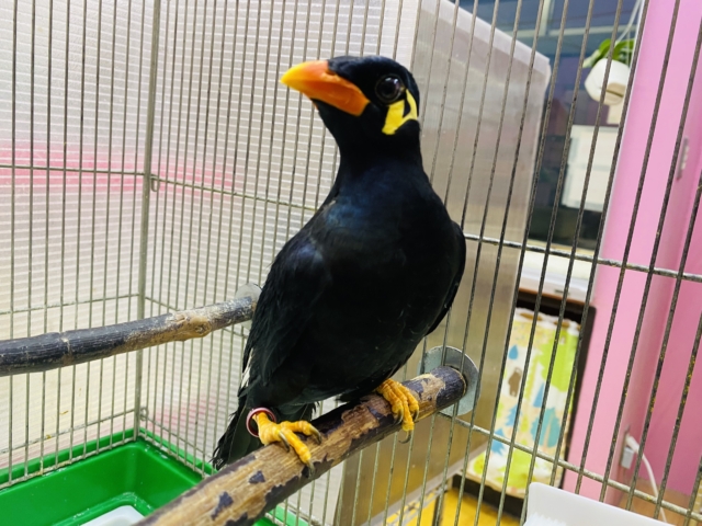 九官鳥（キュウカンチョウ）