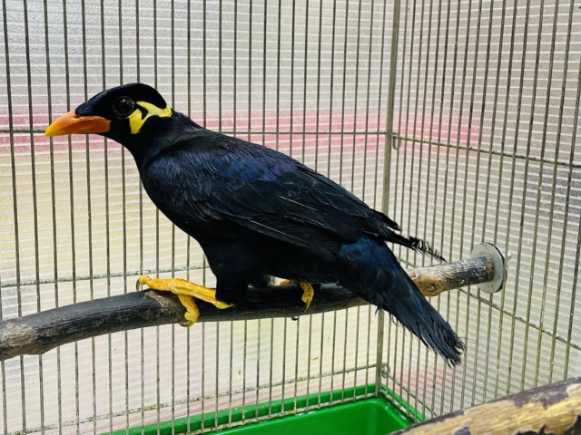 九官鳥（キュウカンチョウ）