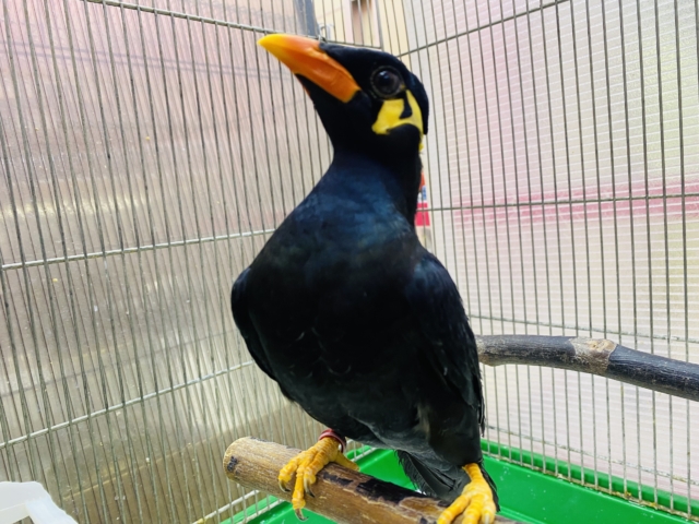 九官鳥（キュウカンチョウ）