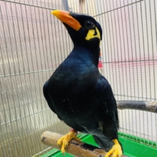 最新画像あります🙌キリッと✨イケメンキューちゃんやってきた‼️九官鳥