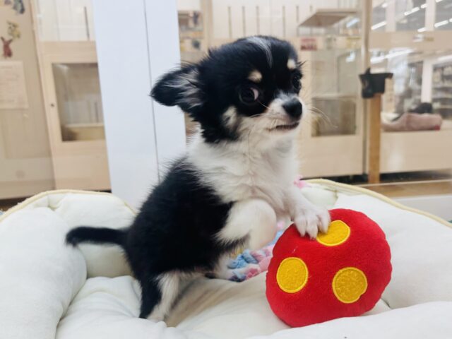 チワワ
