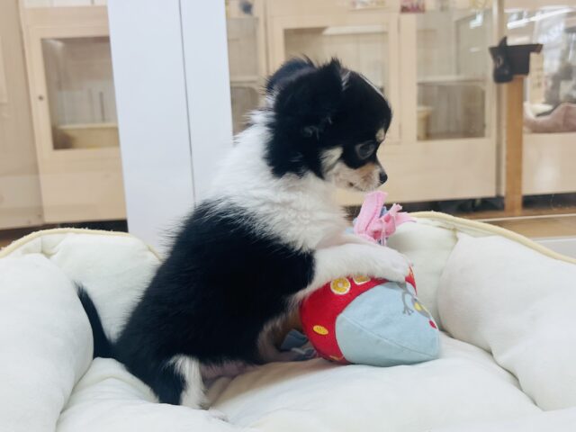 チワワ