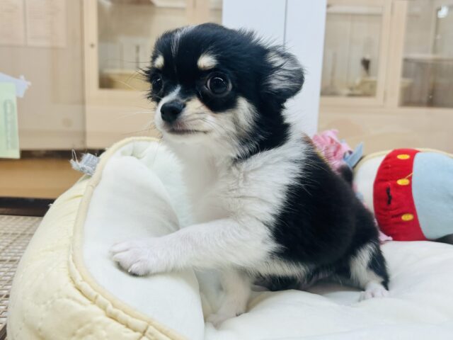 チワワ