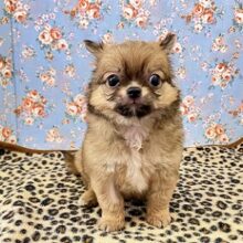 秘蔵っ子は愛嬌たっぷり！チワワちゃん入舎しました
