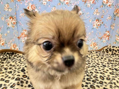 チワワ