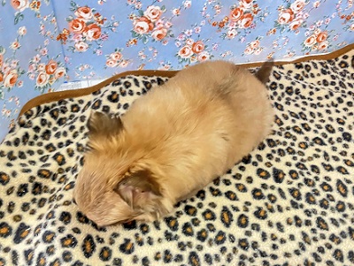 チワワ