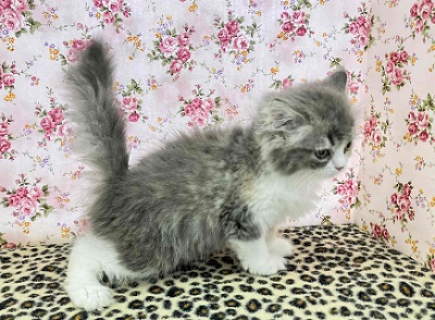 ハーフ猫