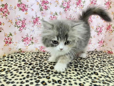 ハーフ猫