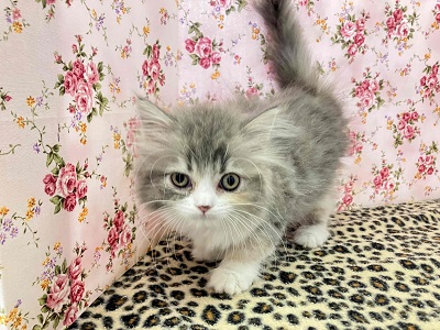 ハーフ猫