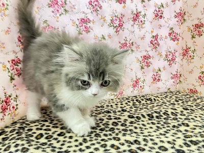 ハーフ猫