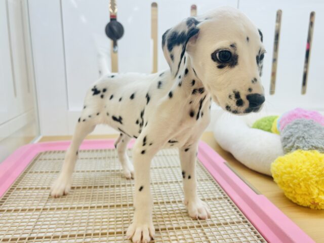 ダルメシアン