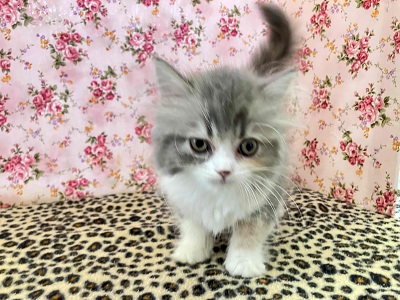 ハーフ猫